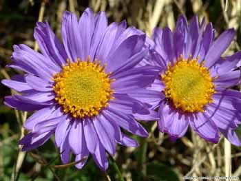 fiore viola.jpg