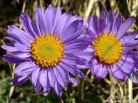 fiore viola.jpg